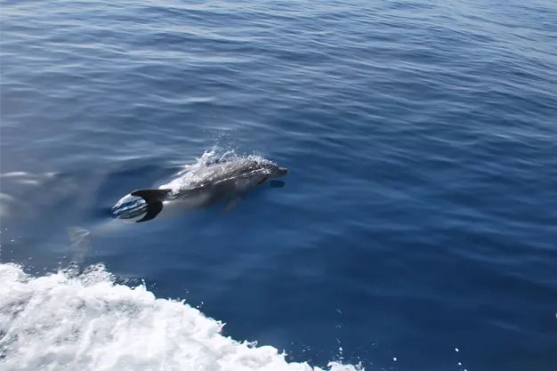 Dolphins Watching Tour